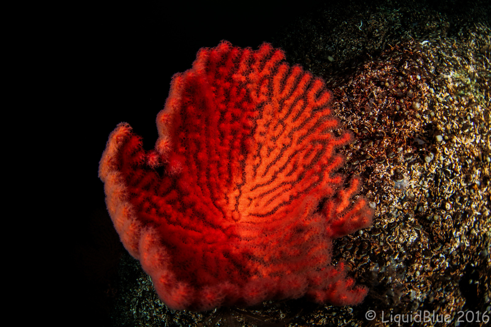 2-Gorgonian Coral in BC