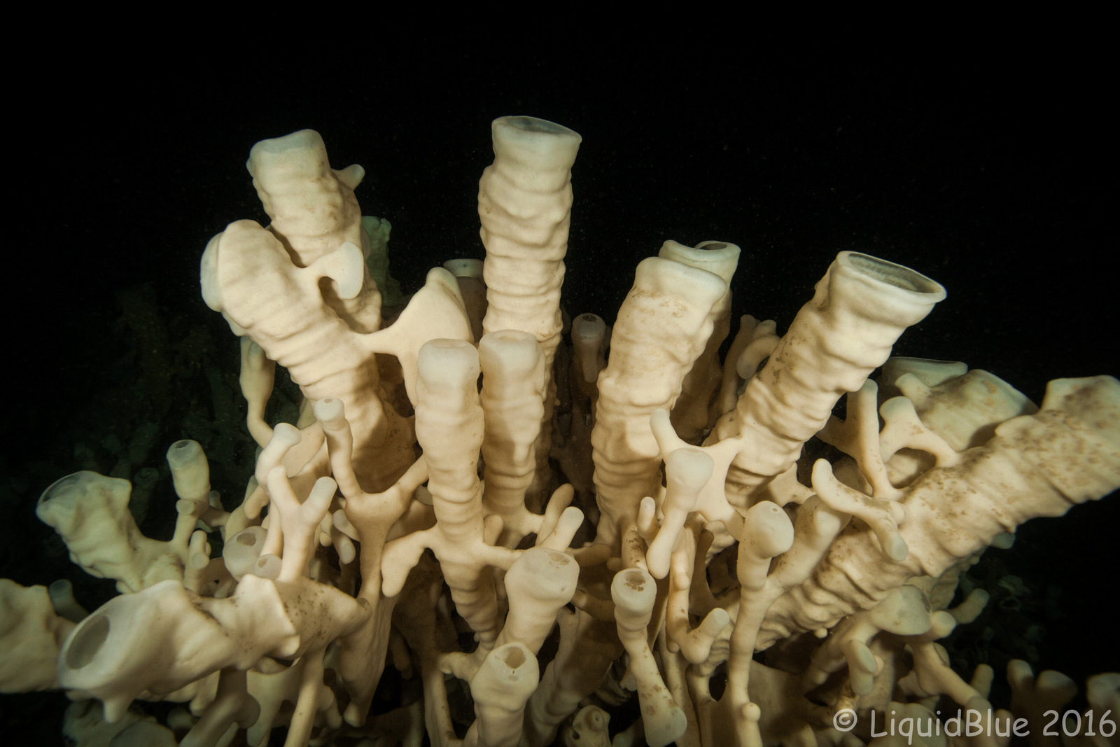 Glass Sponges of Howe Sound